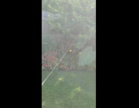 Long and strong spiderweb pulled by filmer in the backyard
