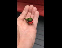 Hummingbird stunned and held by the filmer