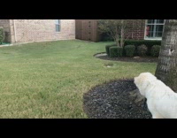 Large white dog chases grey bunny rabbit 