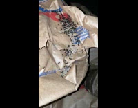 Ant colony escapes and carries their egg