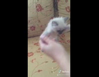 Girl makes grey white kitten stand dance