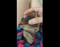 Kitten gets head rubs in blanket 