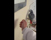 Grey parrot imitate person knocking on wall