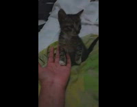 Kitten puts paw on hand 