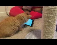 Cat tries to catch fish in phone 