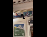 Pigeon sit on subway train metal bars