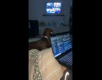 Dog pushes laptop shut and runs off 