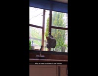 Grey chicken stands by brown window kitchen 