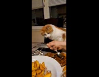 Cat stands at table waits for food