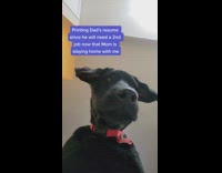 Black dog stares down at camera