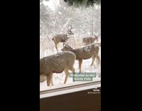 Pack of reindeer in north pole snow