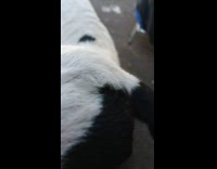 Baby lamb gets a pet from filmer