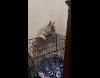 Dog stands at cage tries getting ball