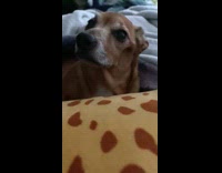 Dog barks at owner when petting stops