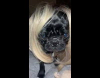 GIrl with purple fingernails petting black dog puppy in blonde wig 