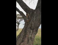 Two lion cubs climb down tree trunk