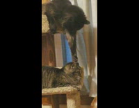Cat trying to hit other cat on scratch tower 
