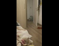 Cat trying to walk with body trapped in plastic bag