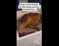 Guy saves resuscitates golden retriever newborn puppy 
