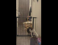 Cat Struggles to Fit Through Slim Gate