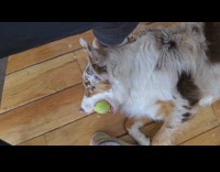 Lazy Australian shepherd dog tennis ball 