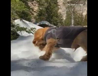 Brown dog in jacket walks around snow hakuna matata song