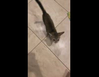 Cat talks to woman and answers dinner question