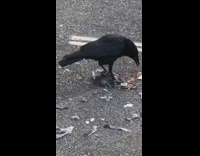 Black crow stands on eats pigeon bird