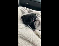 Black pug puppy dog brown blanket car