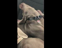 Dog sleeps with head bent back backwards