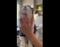 Pet cat purrs when woman massage chin