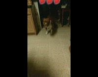 Brown white pit bull dog chain collar 