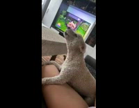 Small brown dog howls couch girl laughs 