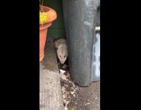Opossum squeeze between gutter eat random stuff