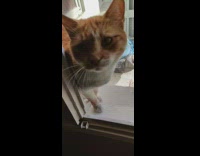 Chubby cat sits near broken window 