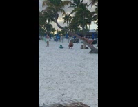Woman black bikini lay on tree beach