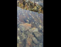 Person put finger in water with transparent shrimps part 1