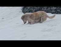 Dog search for mouse on the snow