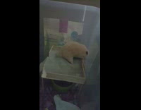 White hamster sits on homemade sandbox 