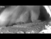 Hidden camera on the cave of the raccoon covered