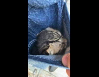 Guy has kitten inside of his pants pocket 