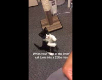 Collab Clips MPUGC - Runt cat grows 25lbs 