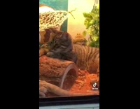 Collab BitchMP - Cat inside of lizard cage wants to hang out 