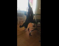 Black white cat paw claw stuck chair 