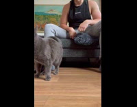 Pet cat meows for more massage on its back by owner