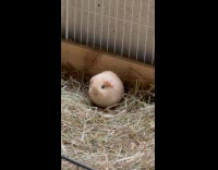 Guinea pig chews and still inside cage