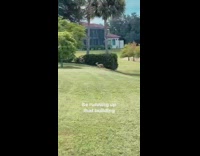 Deer runs across grass near lake 