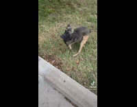 Dog with not front legs plays with friend 