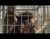 Monkey slap phone of woman after imitating noise