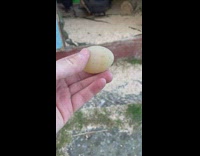 Person hold chicken egg with soft shell
